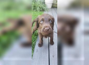 Labradoodle Welpe - Rüde "Elvis"