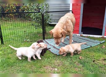 Labrador Mädchen champagner