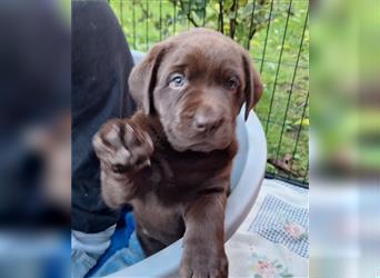 Labrador Mädchen schokobraun