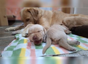 Labrador Junge champagner