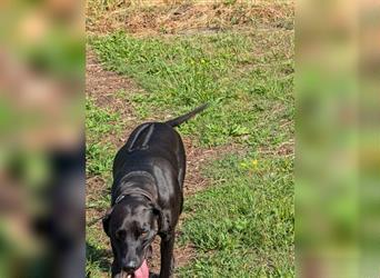 Rhodesian Ridgeback - Weimaraner