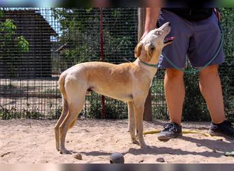 Henry, Galgo-Mix, lieb und verträglich