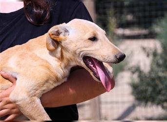 Henry, Galgo-Mix, lieb und verträglich