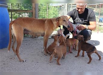 Henry, Galgo-Mix, lieb und verträglich