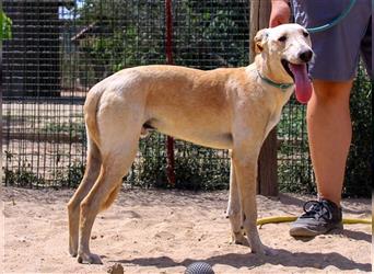 Henry, Galgo-Mix, lieb und verträglich