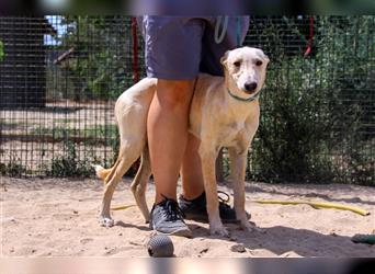 Henry, Galgo-Mix, lieb und verträglich