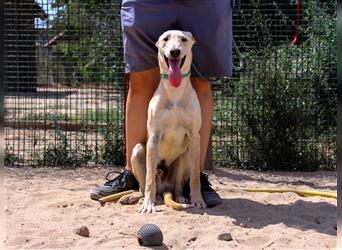 Henry, Galgo-Mix, lieb und verträglich