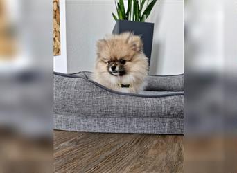 Pomeranian Zwergspitz. NUR NOCH DREI WELPEN FREI.