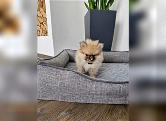 Pomeranian Zwergspitz. NUR NOCH DREI WELPEN FREI.