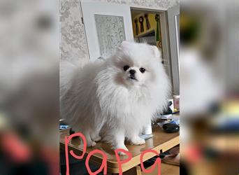 Pomeranian Zwergspitz. NUR NOCH DREI WELPEN FREI.