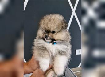 Reinrassige Pomeranian Zwergspitz NUR NOCH EINE WEIBCHEN FREI!