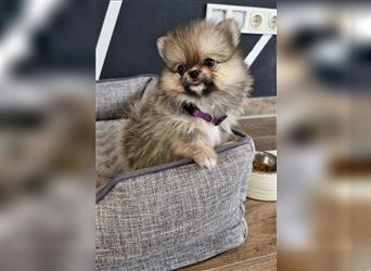 Reinrassige Pomeranian Zwergspitz NUR NOCH EINE WEIBCHEN FREI!