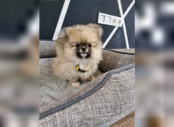 Reinrassige Pomeranian Zwergspitz NUR NOCH EINE WEIBCHEN FREI!