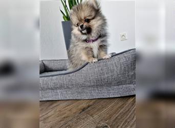 Reinrassige Pomeranian Zwergspitz NUR NOCH EINE WEIBCHEN FREI!