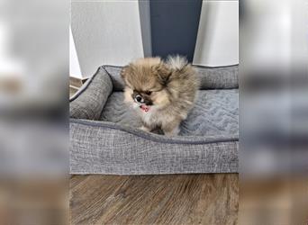 Reinrassige Pomeranian Zwergspitz NUR NOCH EINE WEIBCHEN FREI!