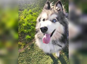 Husky-Mix Arci sucht seine liebe Familie