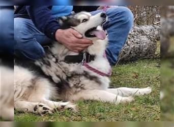 Husky-Mix Arci sucht seine liebe Familie