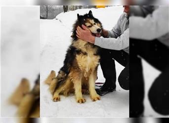 Husky-Mix Arci sucht seine liebe Familie