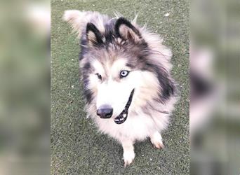 Husky-Mix Arci sucht seine liebe Familie