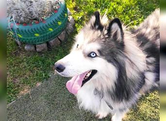 Husky-Mix Arci sucht seine liebe Familie