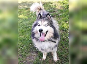 Husky-Mix Arci sucht seine liebe Familie