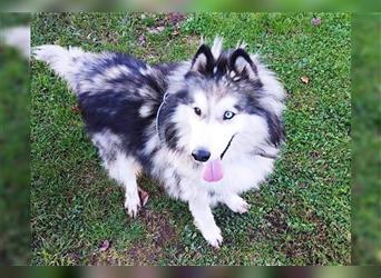 Husky-Mix Arci sucht seine liebe Familie