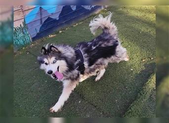 Husky-Mix Arci sucht seine liebe Familie