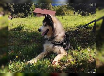 Husky-Mix Arci sucht seine liebe Familie