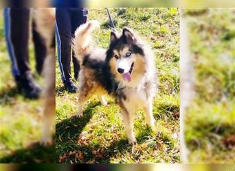 Husky-Mix Arci sucht seine liebe Familie