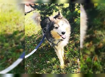 Husky-Mix Arci sucht seine liebe Familie