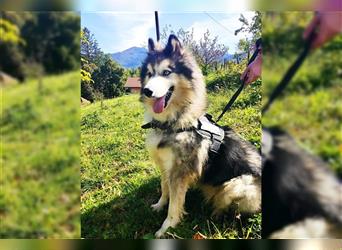 Husky-Mix Arci sucht seine liebe Familie