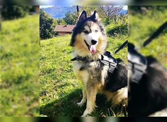 Husky-Mix Arci sucht seine liebe Familie