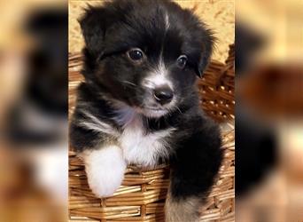 Mini Australian Shepherd aus exclusiver Körzucht