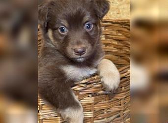 Mini Australian Shepherd Welpen aus exclusiver Körzucht