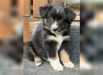 Mini Australian Shepherd aus exclusiver Körzucht