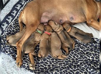 Rhodesien Ridgeback Welpen mit Papieren