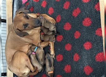 Rhodesien Ridgeback Welpen mit Papieren