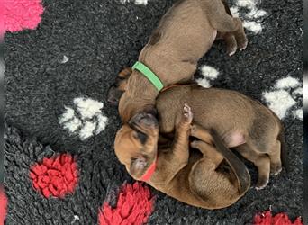 Rhodesien Ridgeback Welpen mit Papieren