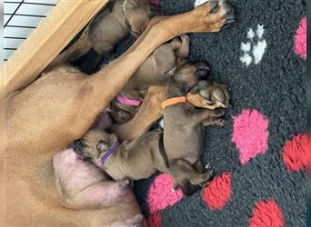 Rhodesien Ridgeback Welpen mit Papieren