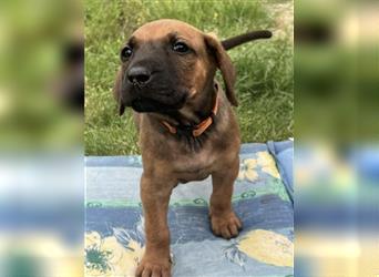 Reinrassige Rhodesian Ridgebackwelpen suchen ein liebevolles zu Hause