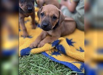 Reinrassige Rhodesian Ridgebackwelpen suchen ein liebevolles zu Hause