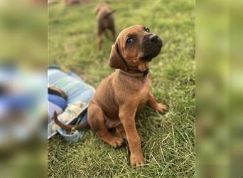 Reinrassige Rhodesian Ridgebackwelpen suchen ein liebevolles zu Hause