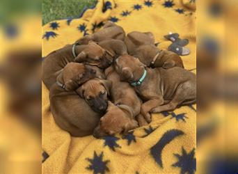 Reinrassige Rhodesian Ridgebackwelpen suchen ein liebevolles zu Hause