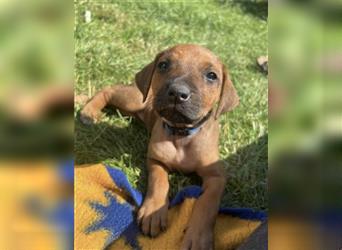 Reinrassige Rhodesian Ridgebackwelpen suchen ein liebevolles zu Hause