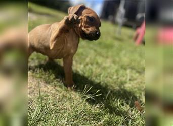 Reinrassige Rhodesian Ridgebackwelpen suchen ein liebevolles zu Hause