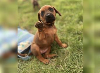 Reinrassige Rhodesian Ridgebackwelpen suchen ein liebevolles zu Hause