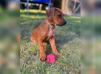 Reinrassige Rhodesian Ridgebackwelpen suchen ein liebevolles zu Hause