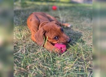 Reinrassige Rhodesian Ridgebackwelpen suchen ein liebevolles zu Hause