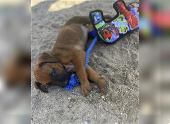 Reinrassige Rhodesian Ridgebackwelpen suchen ein liebevolles zu Hause