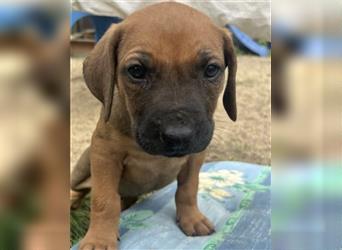 Reinrassige Rhodesian Ridgebackwelpen suchen ein liebevolles zu Hause